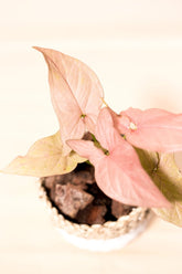 Syngonium "Robusta"
